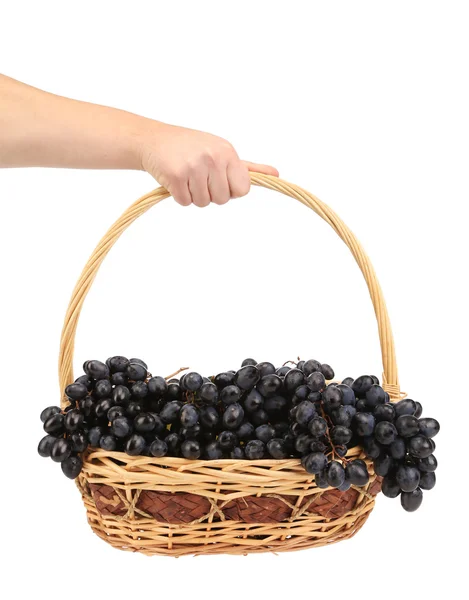 Hand holds black grapes in basket. — Stock Photo, Image