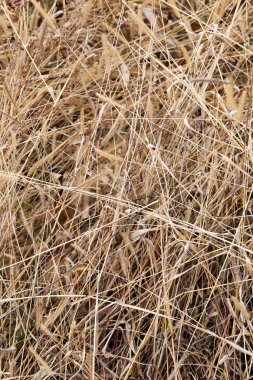 arkaplan olarak uzun kuru ot