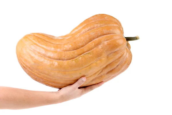 Fresh big pumpkin on a hand. — Stock Photo, Image