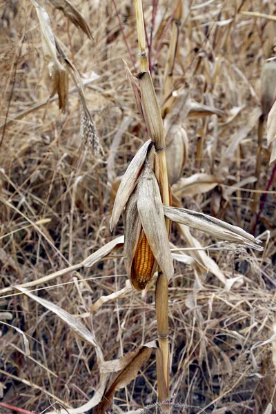 Кукурузное поле во время сбора урожая . — стоковое фото