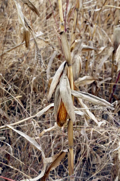 Corn field at harvest time. — Stock Photo, Image