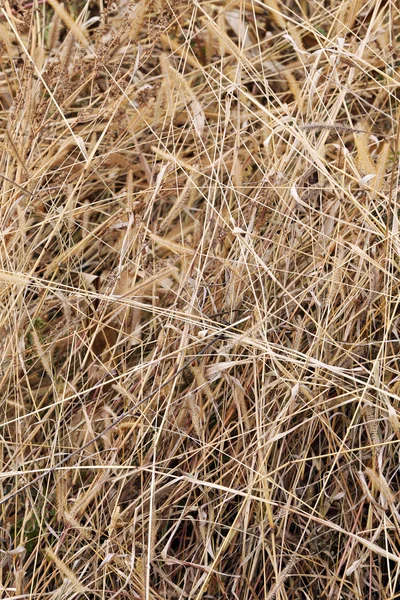 Lang droog gras als achtergrond — Stockfoto