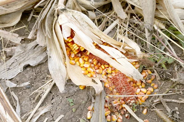 Background of withered corn — Stock Photo, Image