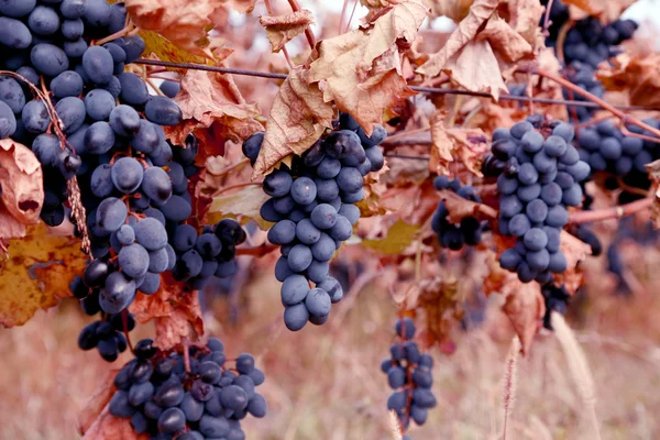Ripe grapes Moldova. — Stock Photo, Image