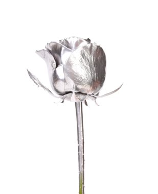 Güzel Gümüş rose