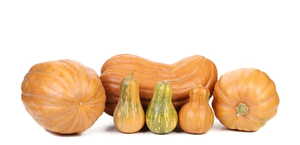 Composición de calabazas frescas —  Fotos de Stock