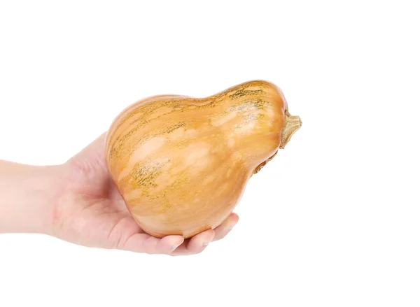 Hand holds fresh orange pumpkin — Stock Photo, Image