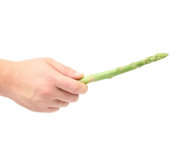 Hand holds fresh green asparagus — Stock Photo, Image