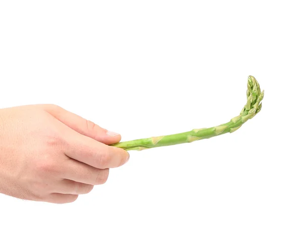 Hand holds fresh green asparagus — Stock Photo, Image