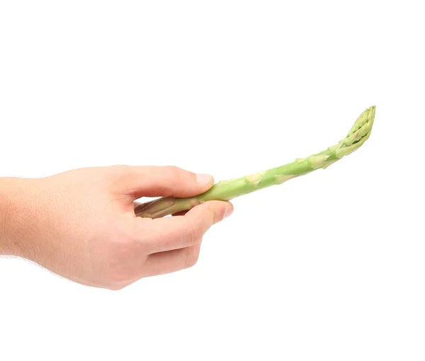 Hand holds fresh green asparagus — Stock Photo, Image