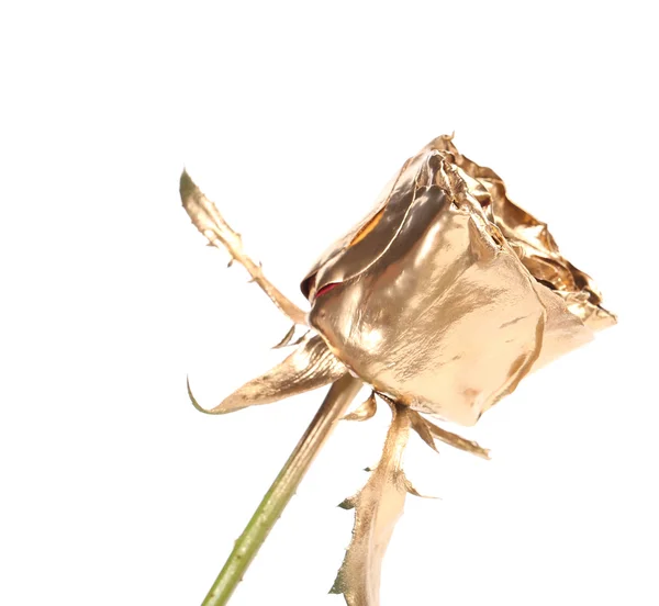 Прекрасная золотая роза — стоковое фото