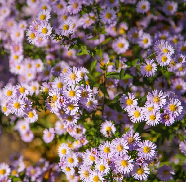 Kleine lila Blüten in einem Feld — Stockfoto