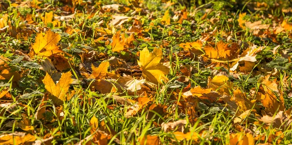 Paisagem de folhas de queda coloridas no chão da floresta — Fotografia de Stock