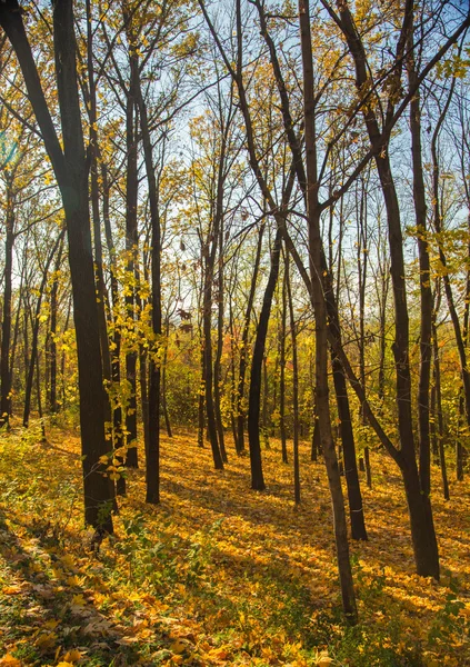 Beautiful landscape of autumn forest — Stock Photo, Image