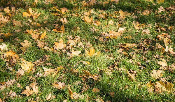 Paisaje de hojas de otoño de colores en el suelo del bosque — Foto de Stock