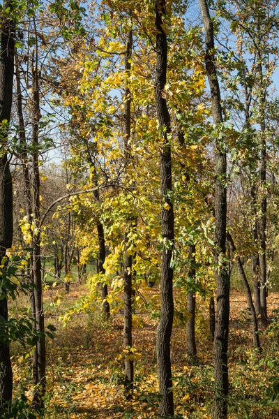 Paisagem de floresta de outono com luz solar — Fotografia de Stock