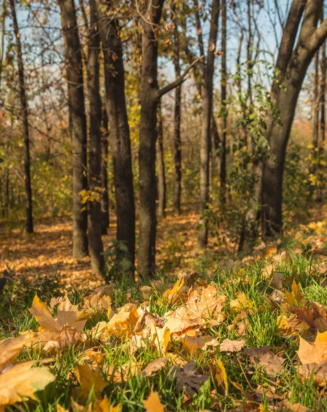 Beautiful landscape of autumn forest — Stock Photo, Image