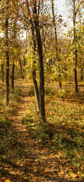 Krajina z podzimního lesa s slunečního záření — Stock fotografie