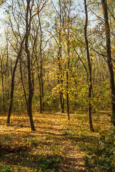 Beautiful landscape of autumn forest — Stock Photo, Image