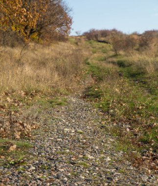 doğa sonbahar Orman ağaçları.