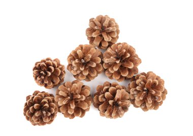 çok fazla çam kozalakları.