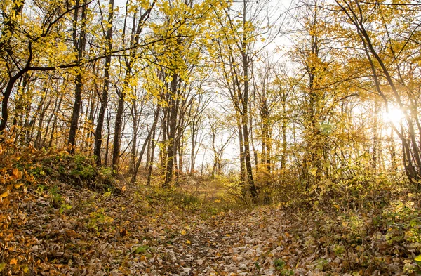 Nature of autumn forest. — Stock Photo, Image