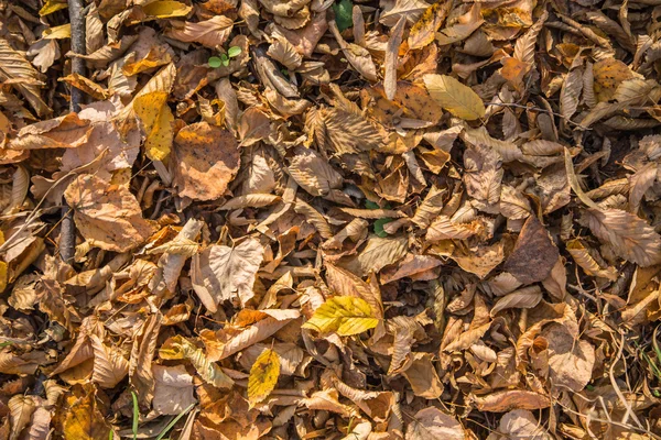 Folhas de outono amarelas e secas . — Fotografia de Stock