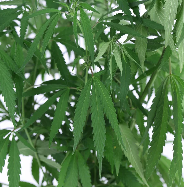 Vértes zöld cannabis növény. — Stock Fotó