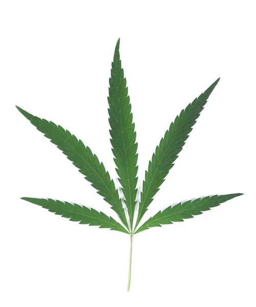 Gros plan sur les feuilles de cannabis vert . — Photo