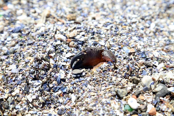 Caranguejo na praia. — Fotografia de Stock