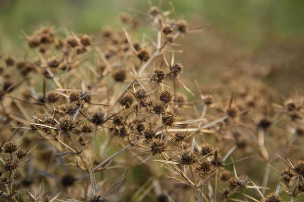 Gemme di erba con punte pungenti . — Foto Stock