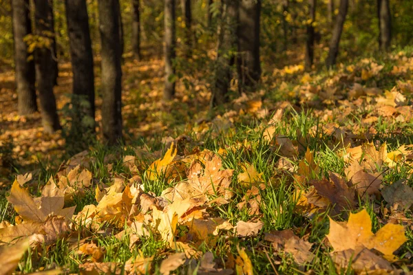 Forest ground with leaves and trees. — Stock Photo, Image