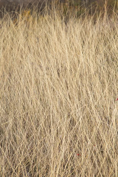 Zblízka suché trávy. — Stock fotografie