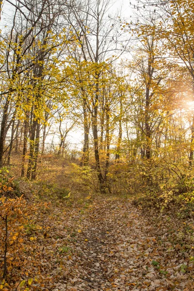 Zblízka z podzimního lesa. — Stock fotografie
