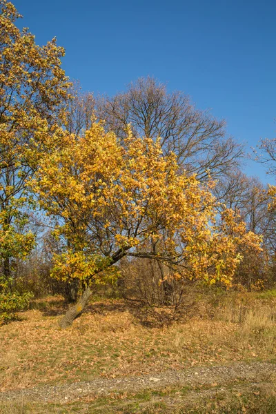 Vacker höst natur och träd. — Stockfoto