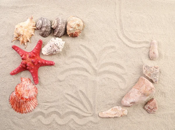 Palm on sand shells and sea start. — Stock Photo, Image