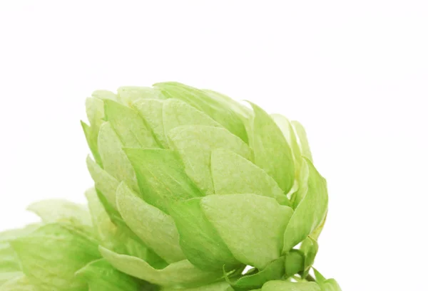 Close up of hop flowers — Stock Photo, Image