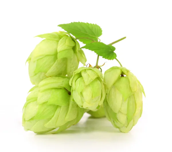 Close up of hop flowers — Stock Photo, Image
