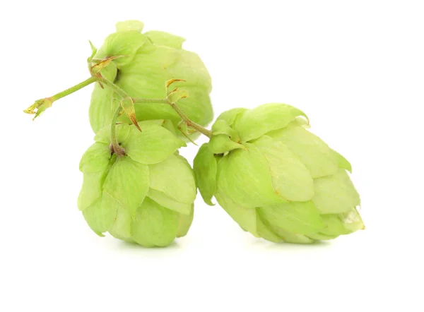 Close up of hop flowers — Stock Photo, Image