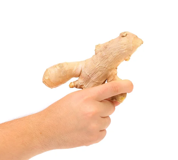 Hand holding ginger root — Stock Photo, Image