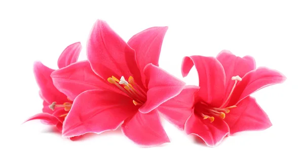 Close-up van roze bloemen. — Stockfoto