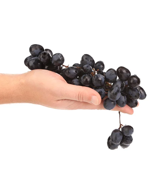 Black ripe grapes in hand with water drops. — Stock Photo, Image