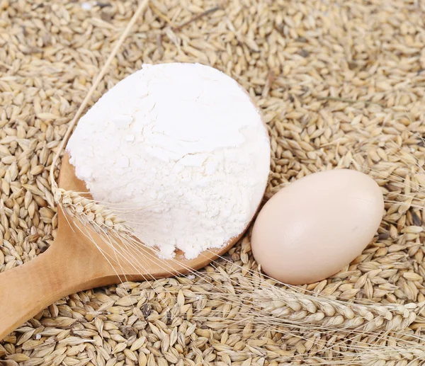 Blend of different grains and flour. Close up. — Stock Photo, Image