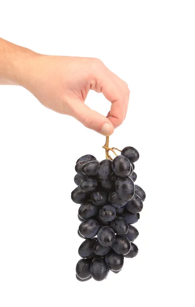 Black ripe grapes in hand. — Stock Photo, Image