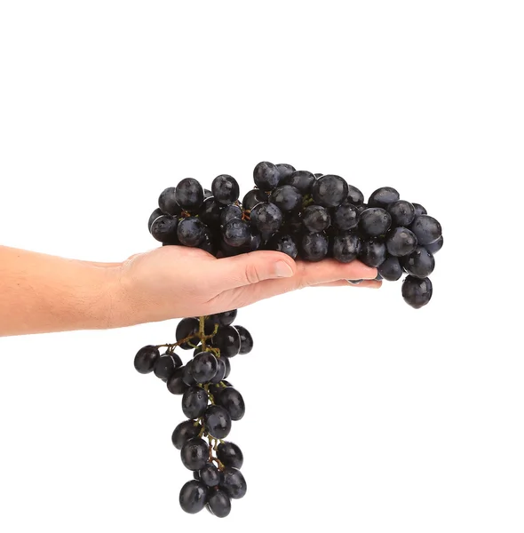 Branch of black ripe grapes on hand. — Stock Photo, Image