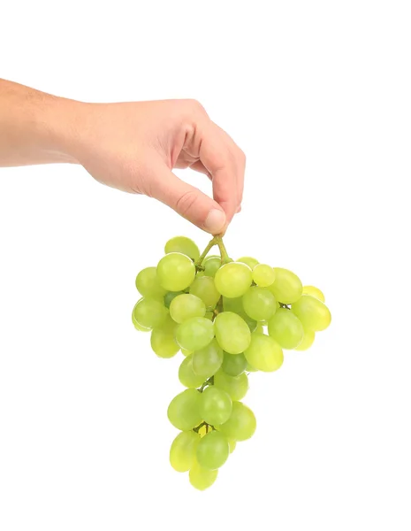 Branch of green ripe grapes in hand. — Stock Photo, Image