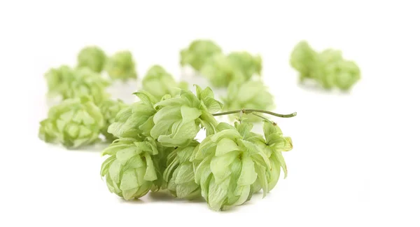 Hopfen aus nächster Nähe. — Stockfoto