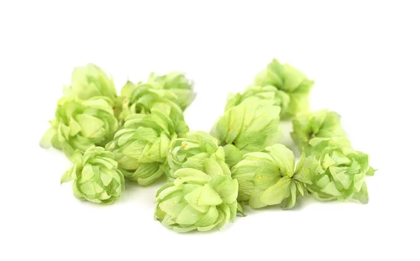 Nahaufnahme von Hopfen. — Stockfoto