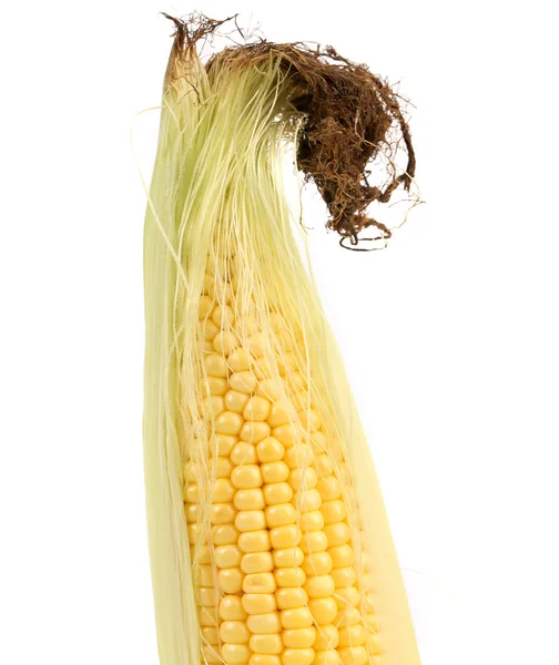 Close up of fresh corn ear . — стоковое фото