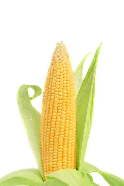 Fresh corn ear. — Stock Photo, Image